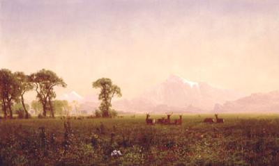 Albert Bierstadt Elk Grazing in the Wind River Country Spain oil painting art
